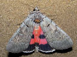 Attēlu rezultāti vaicājumam “Catocala pacta”