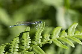 Attēlu rezultāti vaicājumam “Coenagrion pulchellum female”