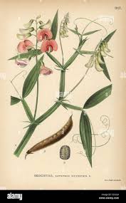 Attēlu rezultāti vaicājumam “Lathyrus sylvestris”
