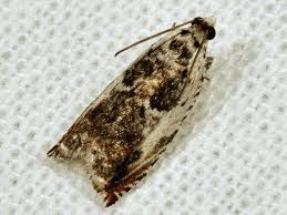 Attēlu rezultāti vaicājumam “Ancylis laetana”