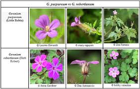 Attēlu rezultāti vaicājumam “Geranium robertianum flower”