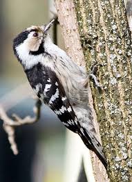 Attēlu rezultāti vaicājumam “Dendrocopos minor female”