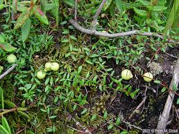 Attēlu rezultāti vaicājumam “Oxycoccus bud”