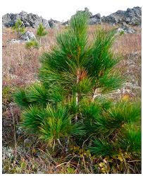 Attēlu rezultāti vaicājumam “Pinus sibirica”
