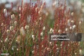 Attēlu rezultāti vaicājumam “Briza media flower”