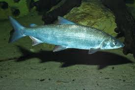 Image result for Coregonus lavaretus oxyrinchus