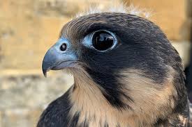 Image result for Ukc Falcons