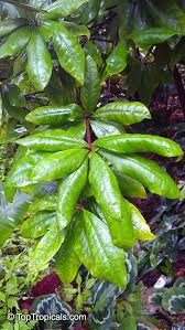 Risultati immagini per dasia smaragdina