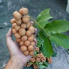 Attēlu rezultāti vaicājumam “Phyteuma spicatum fruit”