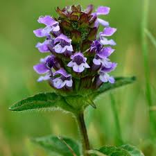 Attēlu rezultāti vaicājumam “Prunella vulgaris”