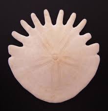 Attēlu rezultāti vaicājumam “Retinia resinella exuvia”