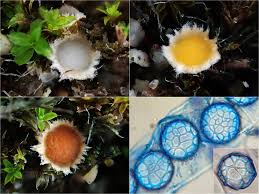 Attēlu rezultāti vaicājumam “Lamprospora tortulae-ruralis”