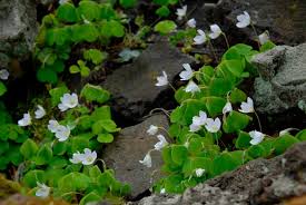 Attēlu rezultāti vaicājumam “Oxalis acetosella fruit”