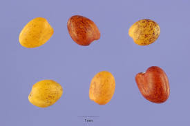 Attēlu rezultāti vaicājumam “Trifolium fragiferum fruit”