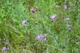 Attēlu rezultāti vaicājumam “Centaurea stoebe leaf”