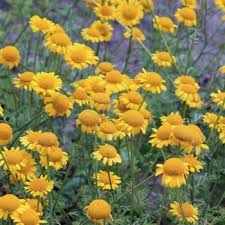 Image result for Färberkamille