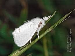 Attēlu rezultāti vaicājumam “Euproctis similis”