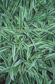 Attēlu rezultāti vaicājumam “Carex pilosa leaf”