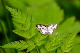 Attēlu rezultāti vaicājumam “Lomaspilis marginata”