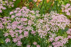 Image result for Pimpinella major