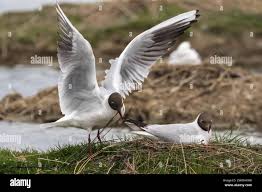 Attēlu rezultāti vaicājumam “Larus ridibundus eggs”