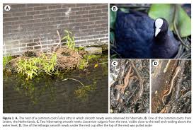 Attēlu rezultāti vaicājumam “Fulica atra eggs”