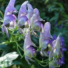 Image result for Aconitum napellus
