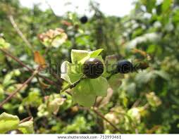 Attēlu rezultāti vaicājumam “Silene baccifera fruit”