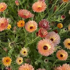 Attēlu rezultāti vaicājumam “Calendula officinalis”