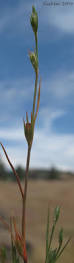 Attēlu rezultāti vaicājumam “Juncus bufonius bud”