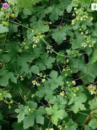 Attēlu rezultāti vaicājumam “Bryonia alba flower”