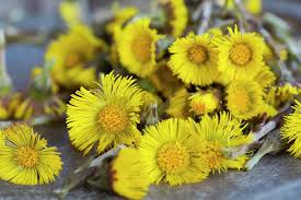 Attēlu rezultāti vaicājumam “Tussilago farfara fruit”