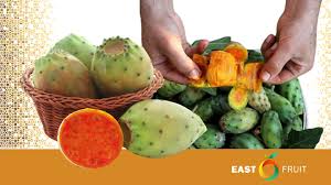 Attēlu rezultāti vaicājumam “Carex acuta fruit”