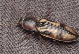 Attēlu rezultāti vaicājumam “Selatosomus cruciatus”