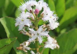 Attēlu rezultāti vaicājumam “Menyanthes trifoliata fruit”