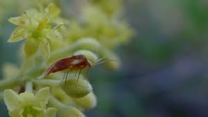 Attēlu rezultāti vaicājumam “Sternorrhyncha”