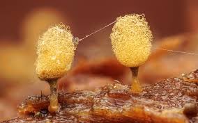 Attēlu rezultāti vaicājumam “Arcyria, Heterotrichia sp.”