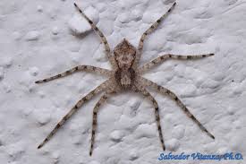 Attēlu rezultāti vaicājumam “Philodromidae”