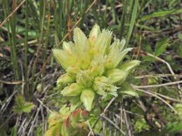 Attēlu rezultāti vaicājumam “Jovibarba globifera flower”