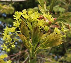 Attēlu rezultāti vaicājumam “Acer platanoides flower”