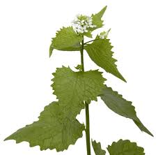 Attēlu rezultāti vaicājumam “Alliaria petiolata leaf”