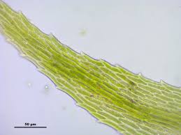 Attēlu rezultāti vaicājumam “Sciuro-hypnum populeum”