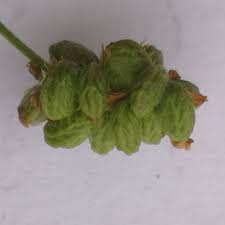 Attēlu rezultāti vaicājumam “Medicago lupulina bud”