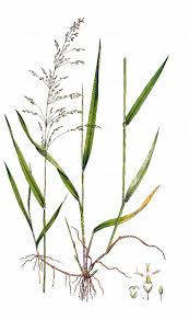 Attēlu rezultāti vaicājumam “Milium effusum”