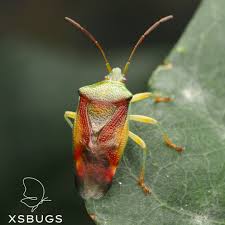 Attēlu rezultāti vaicājumam “Elasmostethus interstinctus imago”