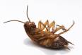to get rid of cockroaches