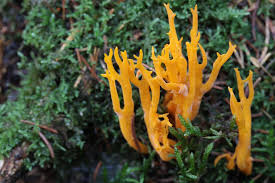 Attēlu rezultāti vaicājumam “Ramariopsis crocea”