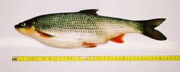 Image result for Chondrostoma nasus