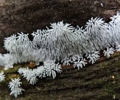 Attēlu rezultāti vaicājumam “Ceratiomyxa fruticulosa”