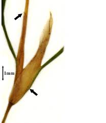 Attēlu rezultāti vaicājumam “Stuckenia filiformis flower”